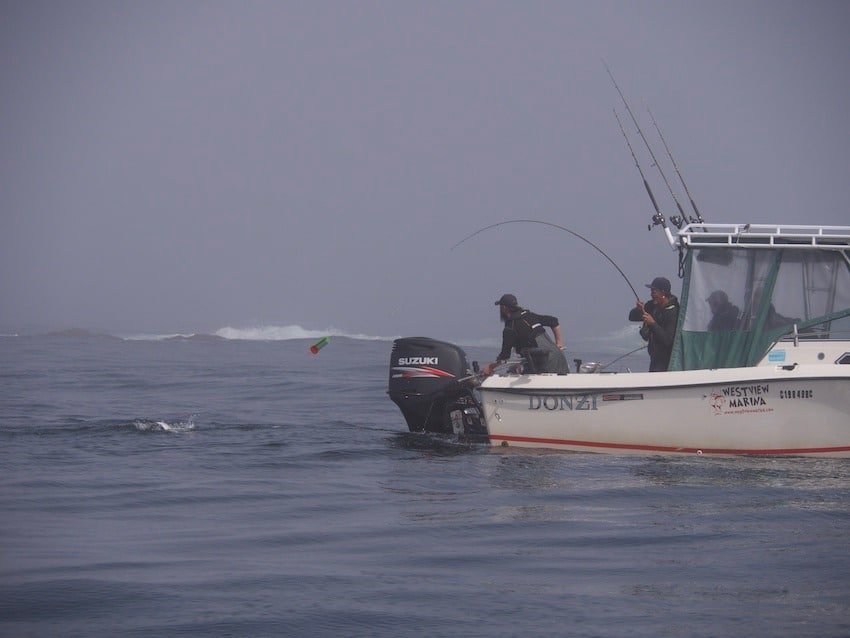 Roll Them Right: Bait Trolling Tips