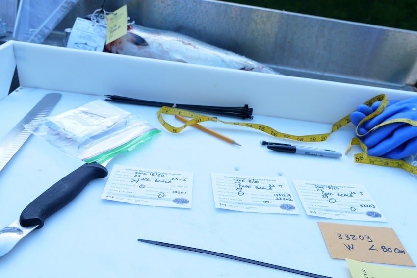 Sport Fish Data: How Catch Reporting and Biosampling Works