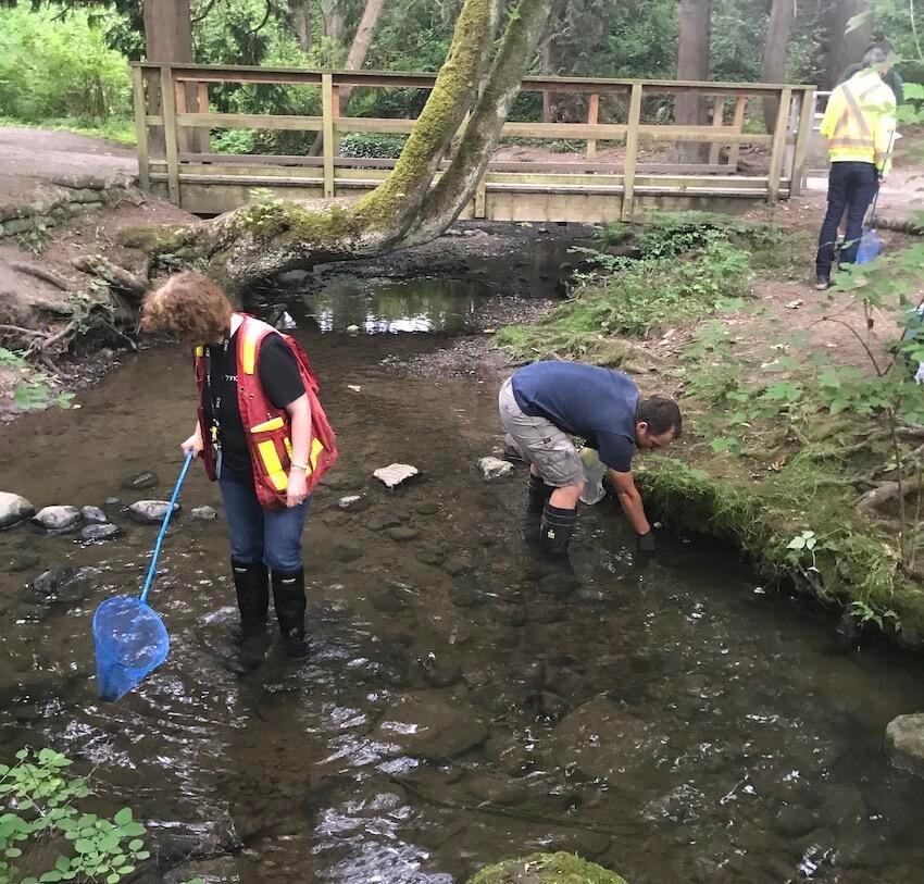 Hundreds of Fish Dead in Reay Creek: A Preventable Tragedy