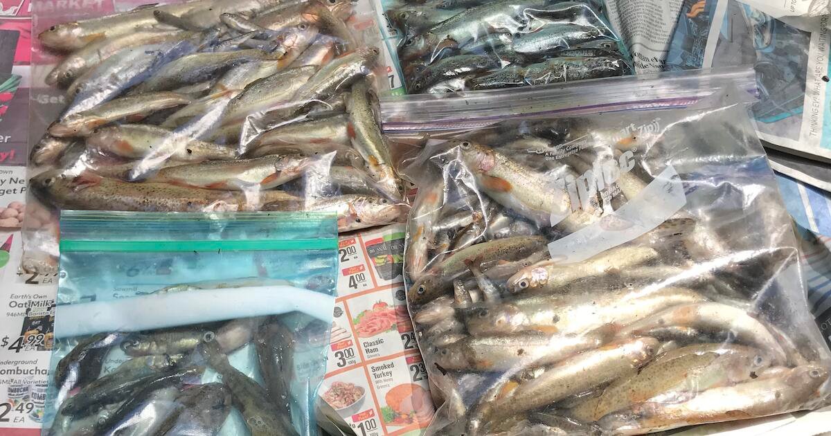 Multiple plastic bags filled with various types of fish, including trout and other species, arranged on a surface.