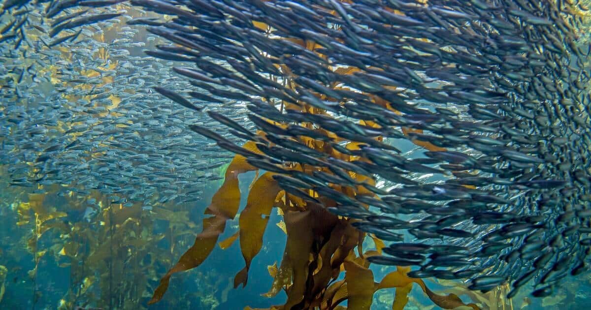 A large school of anchovies swimming among kelp underwater, showcasing the movement and interaction of marine life.