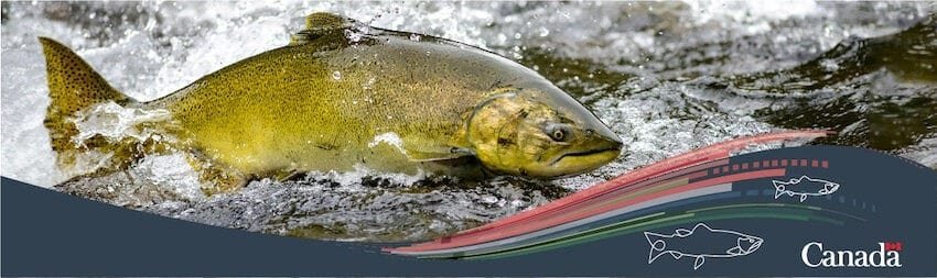 Obscure Federal Government Announcement of $647M for Salmon Recovery Raises Questions
