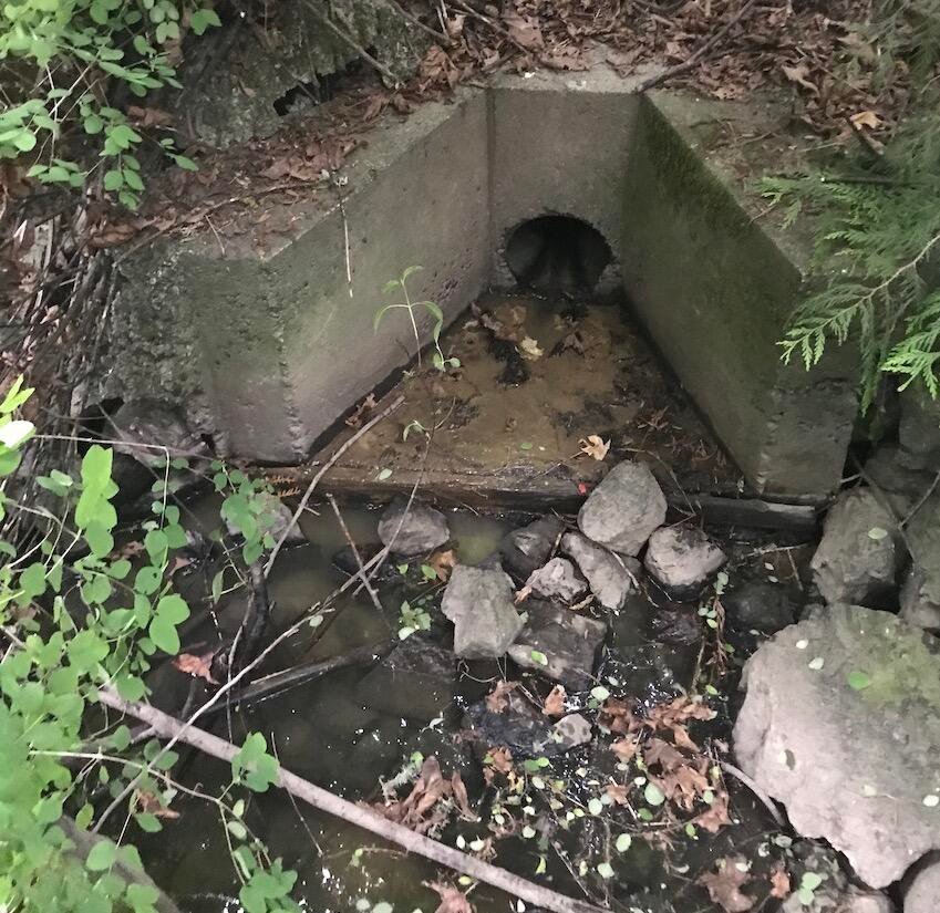 Hundreds of Fish Dead in Reay Creek: A Preventable Tragedy