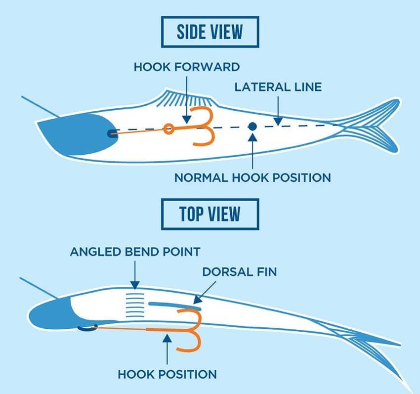 Roll Them Right: Bait Trolling Tips