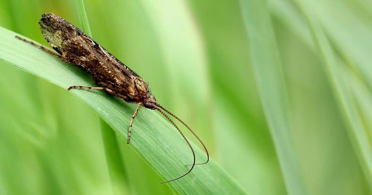Caddisfly resting on a green grass blade with long antennae and a textured brown body.