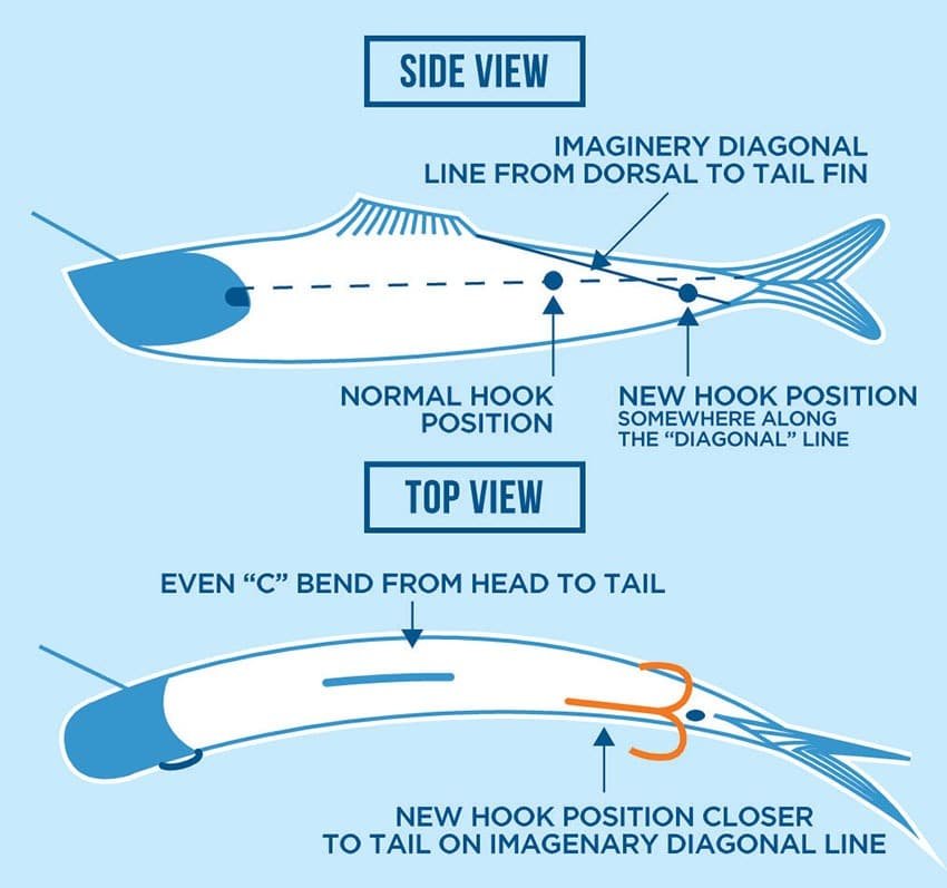 Roll Them Right: Bait Trolling Tips