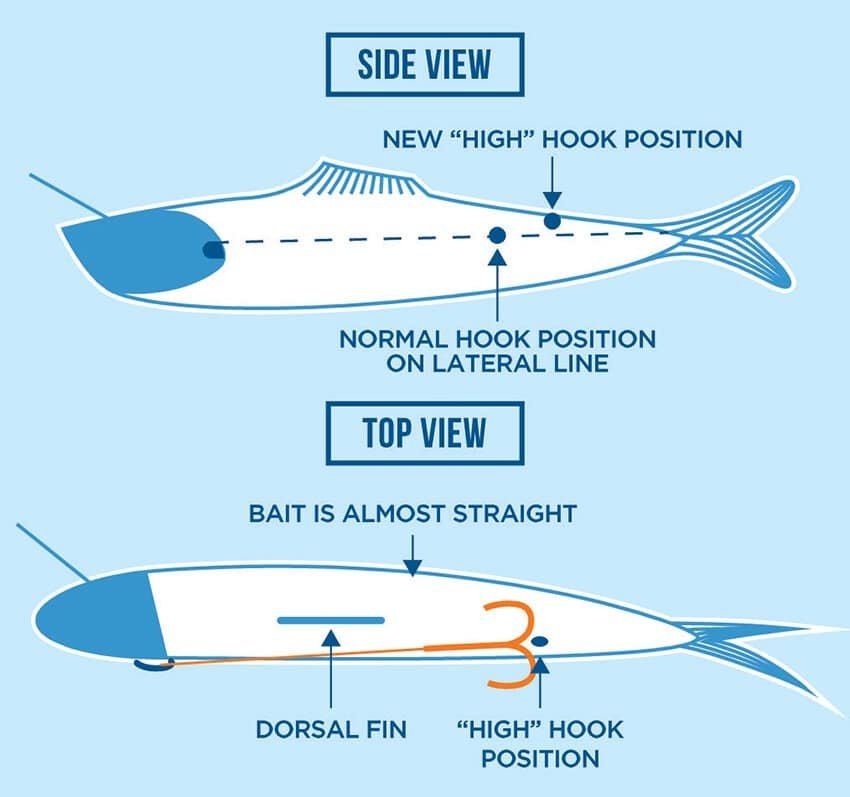 Roll Them Right: Bait Trolling Tips