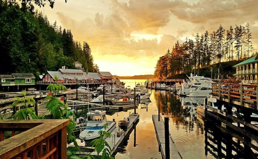 Broughton Archipelago Coho