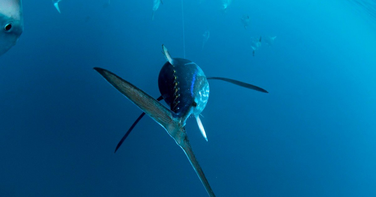 An albacore tuna swimming underwater, showcasing its streamlined body and distinctive fins against a blue background.