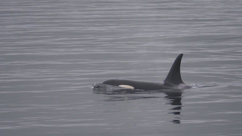Southern Resident Killer Whales Have Plenty Of Prey, UBC Study Finds