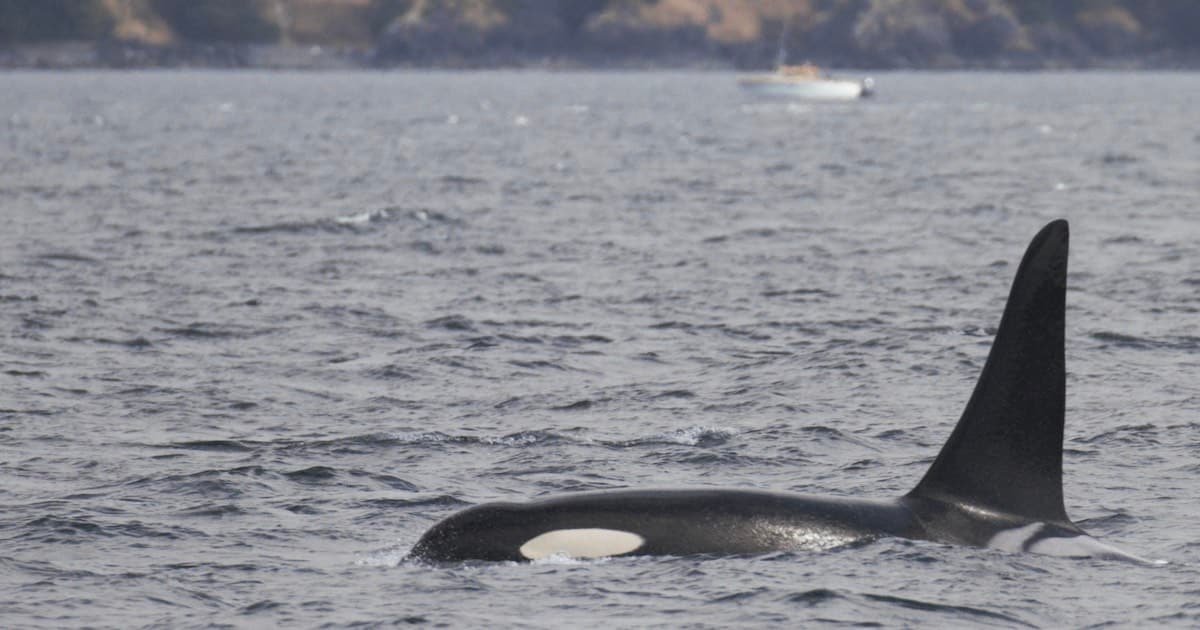 Southern resident killer whale swimming in the ocean with a distinct dorsal fin visible above the water surface.