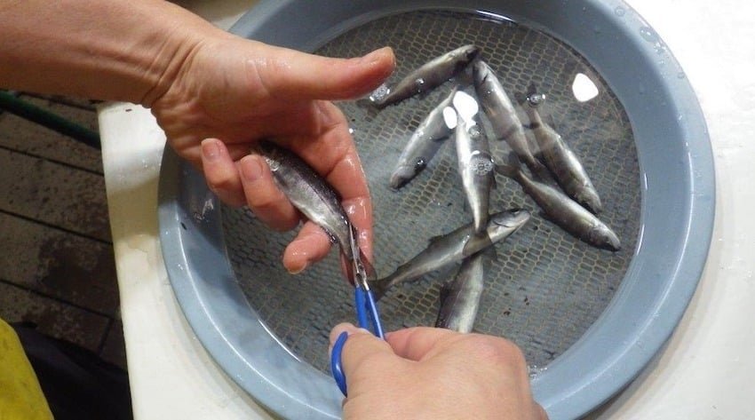 What is a Salmon Hatchery?