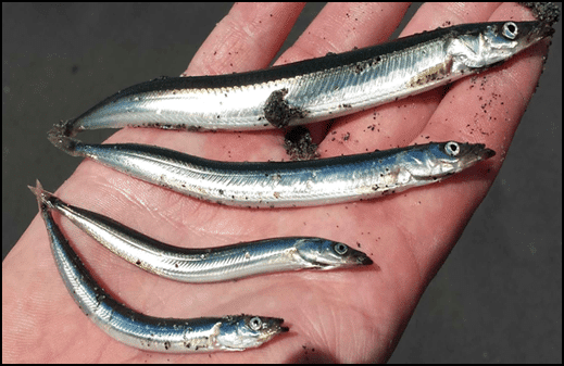 Creature Feature: Pacific Sand Lance