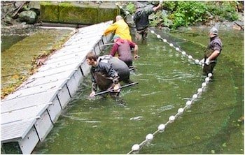 What is a Salmon Hatchery?