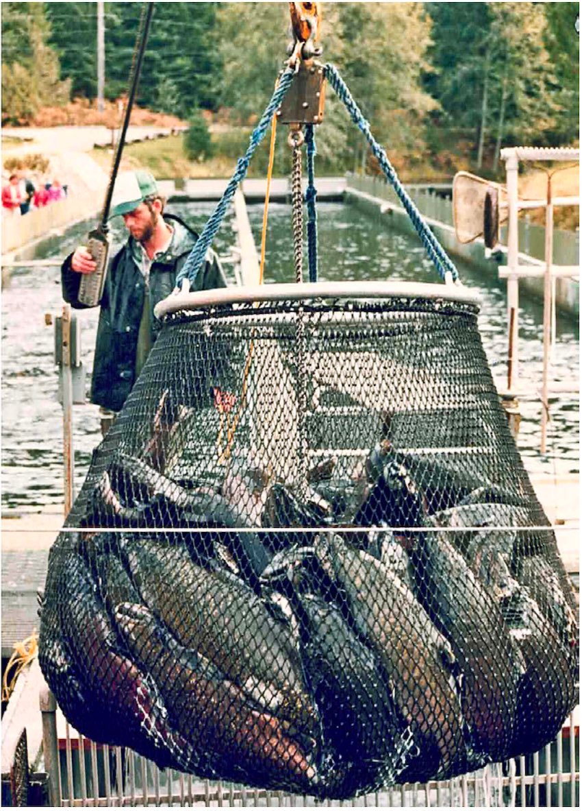 What is a Salmon Hatchery?