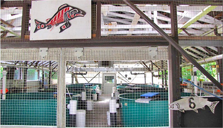 What is a Salmon Hatchery?