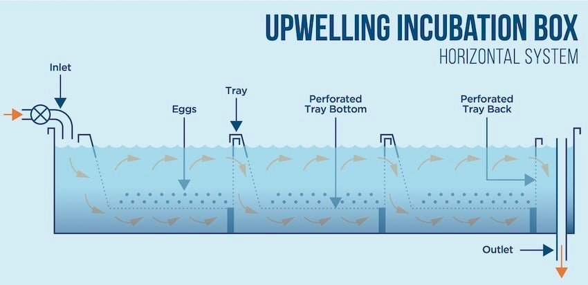 What is a Salmon Hatchery?