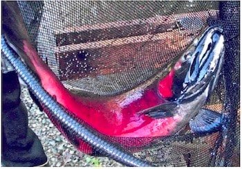 What is a Salmon Hatchery?