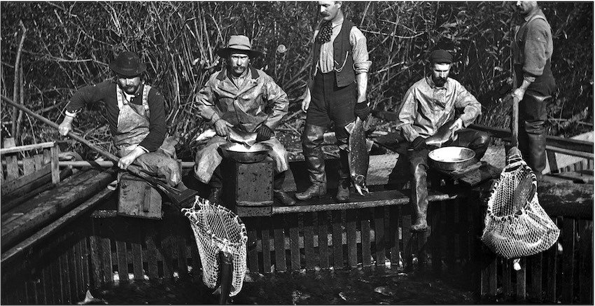 What is a Salmon Hatchery?