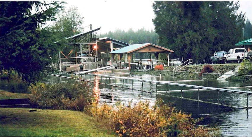 What is a Salmon Hatchery?