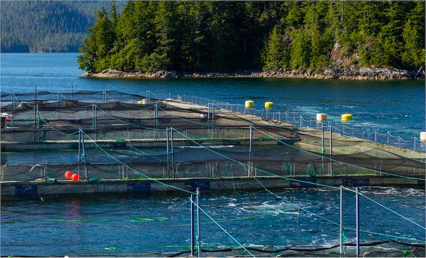 What is a Salmon Hatchery?