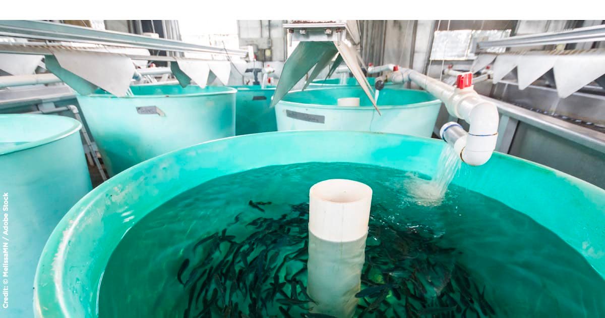 Aquaculture facility with large turquoise tanks containing juvenile salmon swimming in clear water.