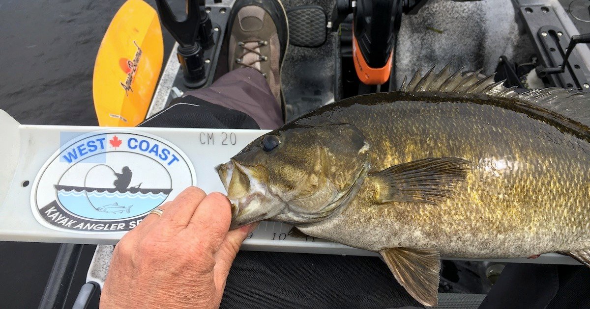 A close-up of a bass fish being measured against a West Coast Kayak Angler sticker on a kayak, with a person's hand holding the fish.