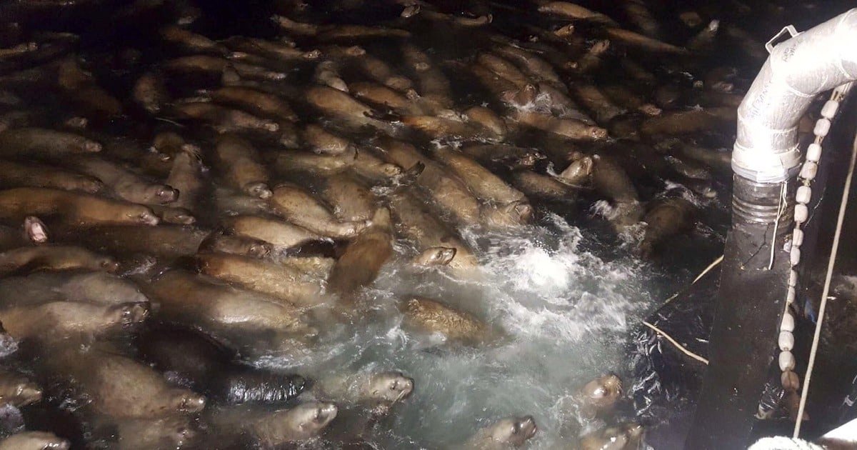 A large group of sea lions gathered in the water, with some partially submerged and others visible above the surface.