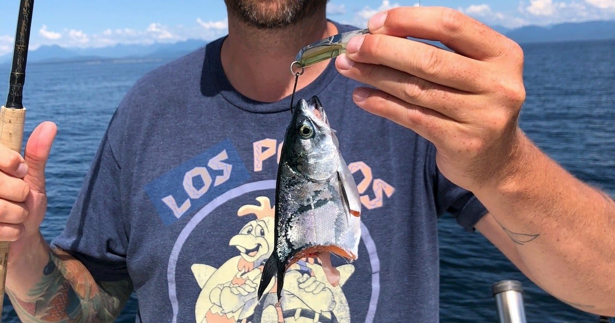 Seals & Sea Lions: Success or Disaster