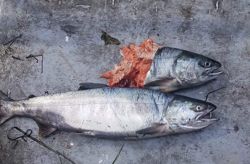 Seals & Sea Lions: Success or Disaster