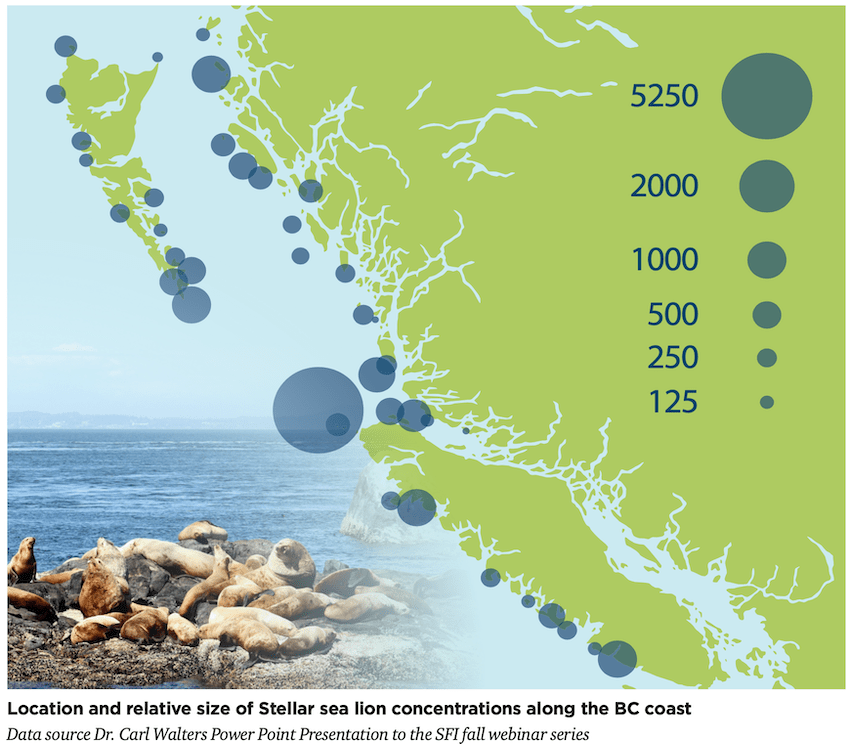 Seals & Sea Lions: Success or Disaster