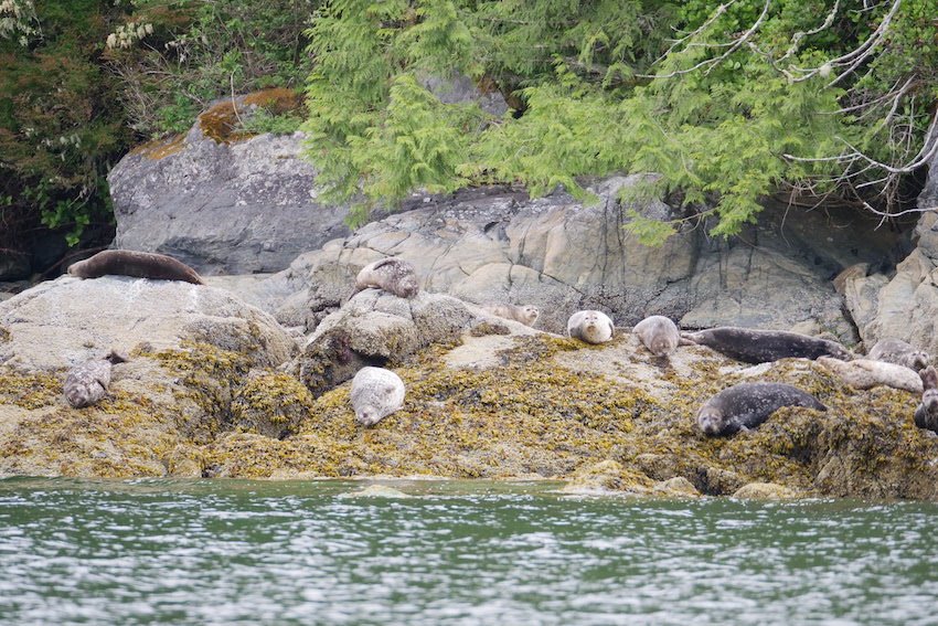 Seals & Sea Lions: Success or Disaster