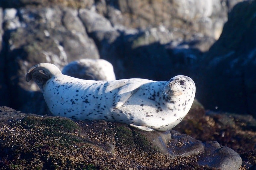 Seals & Sea Lions: Success or Disaster