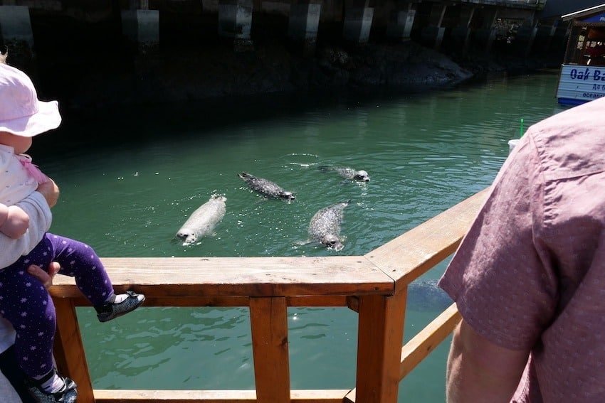 Seals & Sea Lions: Success or Disaster