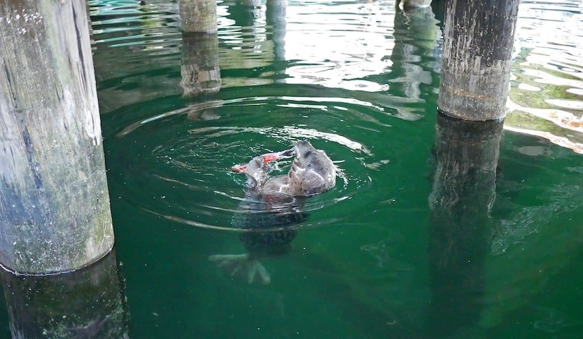 Seals & Sea Lions: Success or Disaster