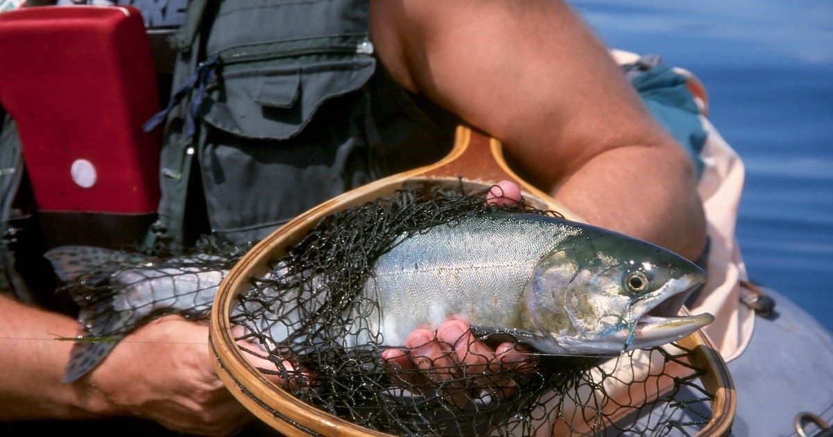 Pink salmon caught and held in a fishing net, with a person in a fishing vest visible in the background.
