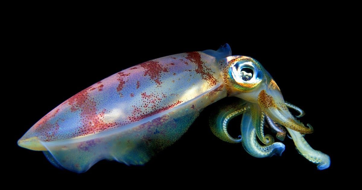 A close-up of a vibrant squid with a translucent body and colorful patterns, showcasing its tentacles and large eye.