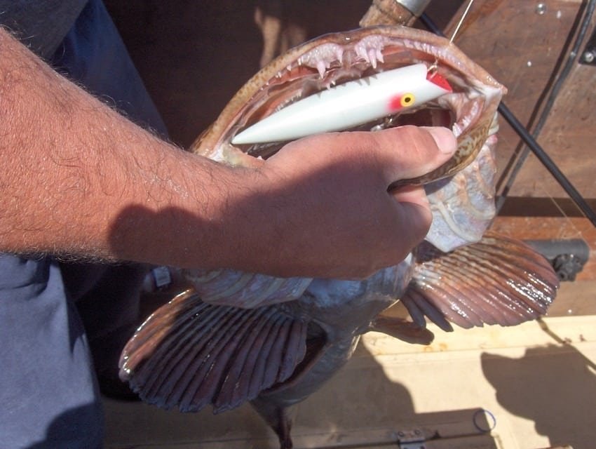 Island Original: Tomic Lures