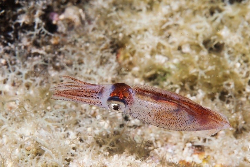 Creature Feature: Pacific Coast Squid