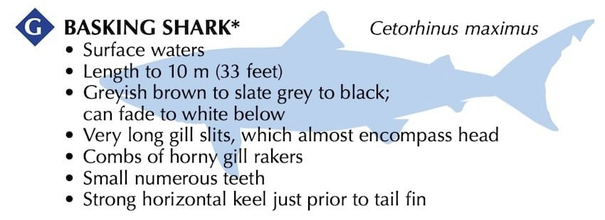 Creature Feature: Basking Shark
