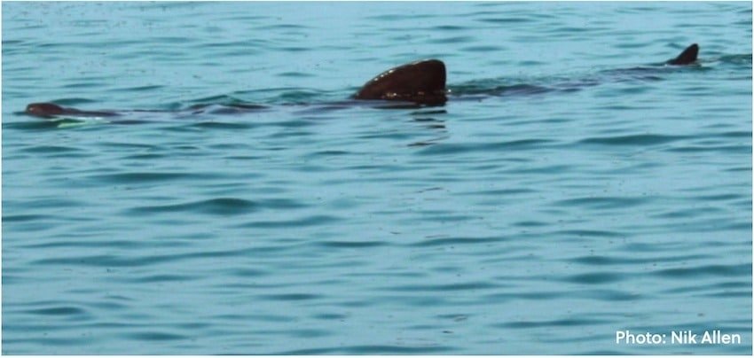 Creature Feature: Basking Shark