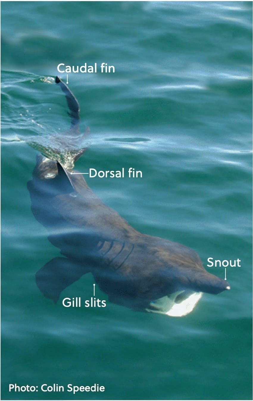 Creature Feature: Basking Shark