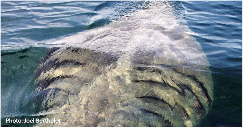 Creature Feature: Basking Shark
