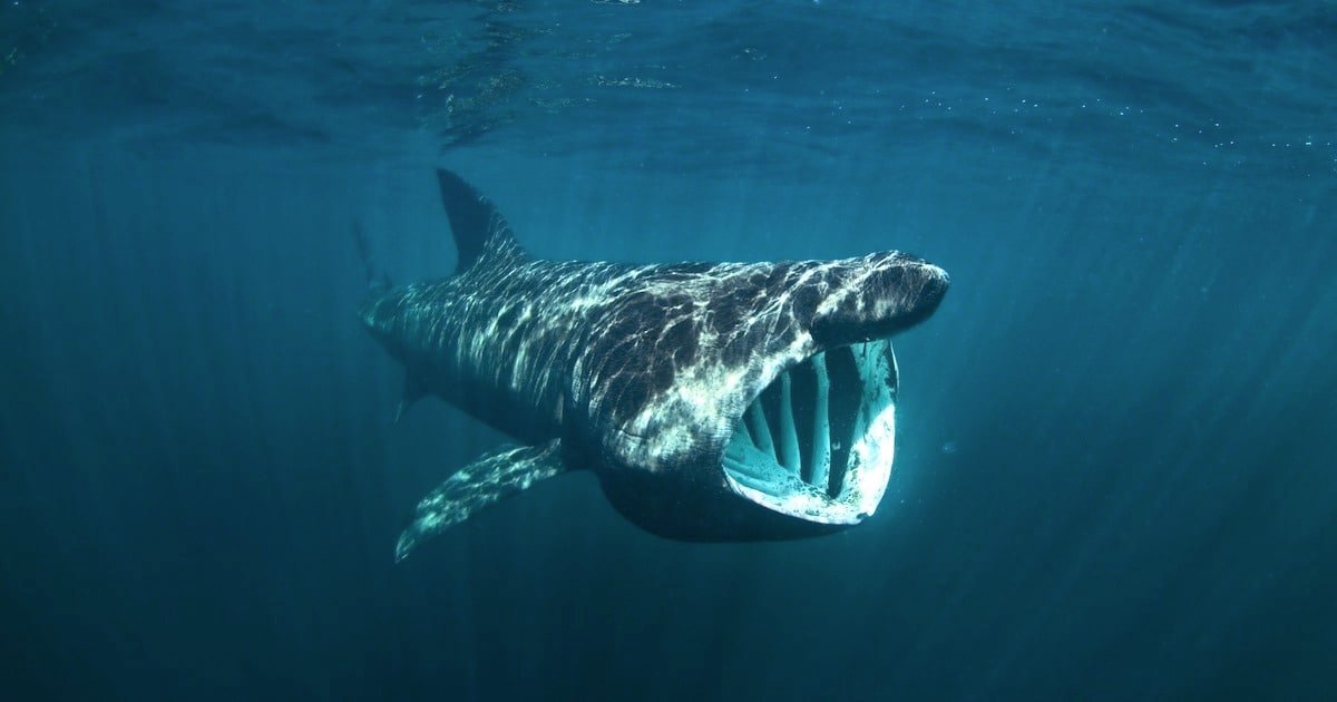 Basking shark swimming underwater with its mouth open, showcasing its gill rakers in a clear blue ocean environment.