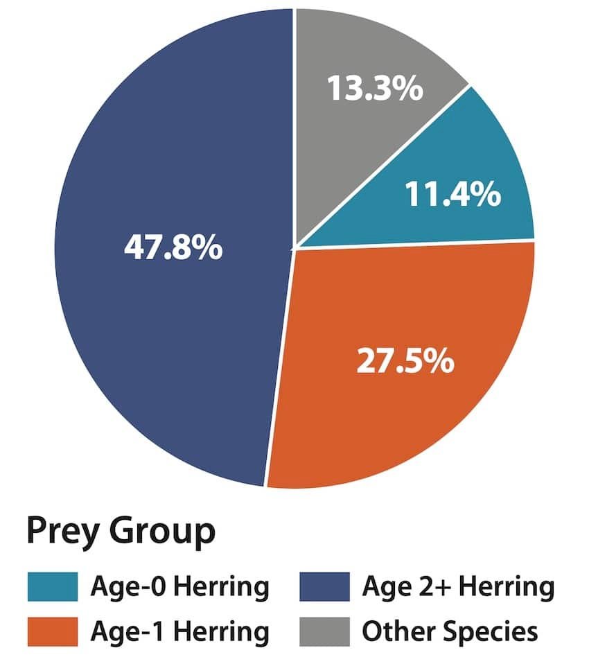 Using Chinook Salmon Diets to Understand Herring Biology