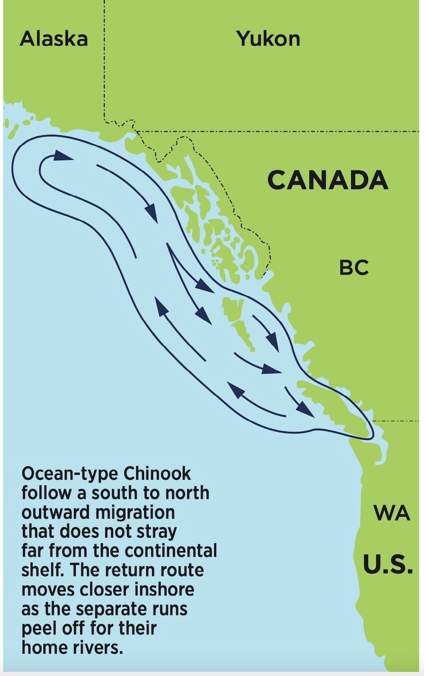 Killer Whales, Chinook Migration Patterns, UBC Whale Study & More: What's The Connection?