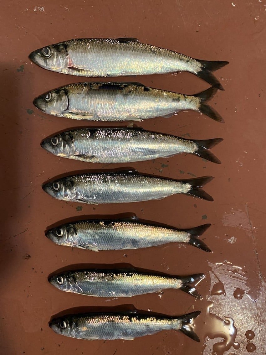 Using Chinook Salmon Diets to Understand Herring Biology