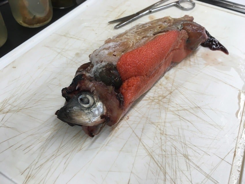 Using Chinook Salmon Diets to Understand Herring Biology