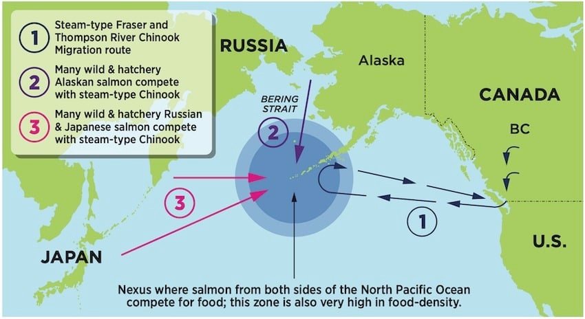 Killer Whales, Chinook Migration Patterns, UBC Whale Study & More: What's The Connection?