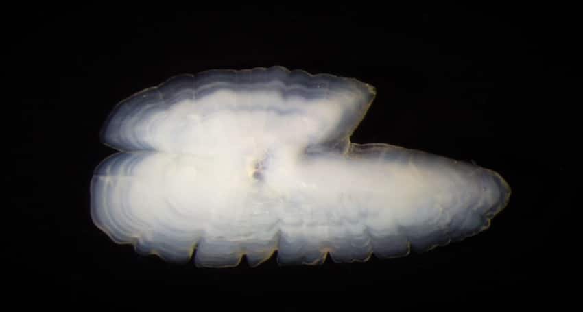 Using Chinook Salmon Diets to Understand Herring Biology